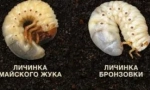 A bronz lárvák és a májusi bogár lárvája közötti különbség