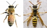 A méh különbségei a darázsból