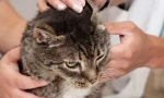 Cat squeectosis: tünetek és kezelés