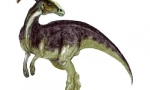 Parazavrolofus