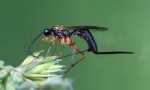 Parasitoids lovasok: rovar leírása és jellemzői