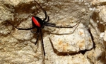 Spider black widow: fotó, videó és részletes jellemzők