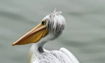 Pelican-szerű madarak
