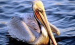 Pelicans