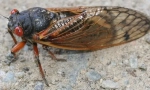 Időszakos cicada