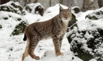 Pristine beauty: a lynxhez hasonló macskafajták