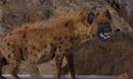 Barlang hyena