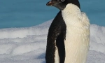 Pingvin adele