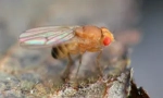 A drosophila gyümölcsei