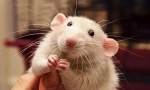 Miért mosolyog a patkány és nevet