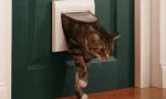 Miért nem szeretik a macskák a zárt ajtók?