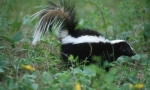 Miért szagolja a skunk rossz?