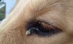 Miért kutyák szemek szemei