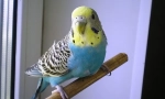Miért a hullámos papagáj remeg, és rázza meg