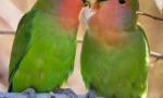 A papagájok szerelmesek