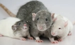 Dekoratív patkányok: leírás és különbségek az otthoni rágcsálók típusában