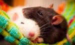 Az otthoni patkány előnyei és hátrányai, hogy elkezdődnek-e