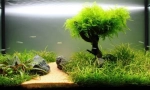 Növények akváriumban: egyszerű szabályok a kirakodás és az ellátás