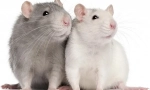 Patkány tenyésztés otthon