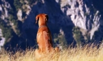 Rhodesian ridgeback (fotó): lustful hunter és bold watchman