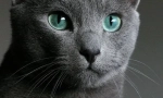 Orosz blue cat (fotók): korlátozott szépség zöld szemekkel