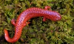 Salamander (fotó): miniatűr sárkány gazdag történelemmel