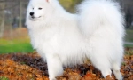 Samoyed laika (fotó) - hűséges barát és pozitív energia díj
