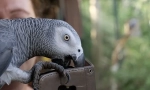 A világ legokosabb parrot alex, top 10 intelligens fajta
