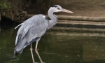 Szürke heron