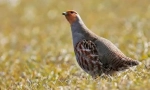Szürke partridge