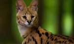 Serval