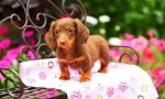 Kölyökkutyák dachshunds (fotó): alacsony kutya magas intelligenciával és varázsa