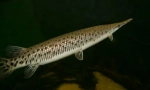 Pancire pike