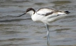 Avocet