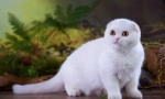 Scottish fold macska - fajta standard, karakter, tartalom jellemzői