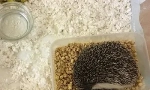 Hedgehog és otthoni ápolás