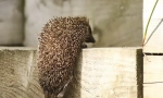 Hedgehog tartalom a házban