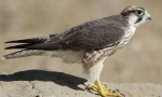 Mediterrán falcon
