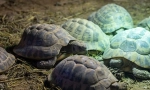 Hibernált teknősök, mint egy téli teknős