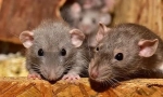 Módszerek a padló meghatározására a patkányban, a hím különbségeit a nőstényből