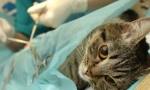 A macska sterilizálása