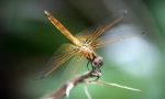 Dragonfly-kutyushka foltos
