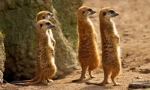 Meerkat (fotó): vicces óra, ami mindig éber