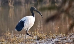 Szent ibis