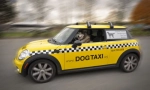 Pet taxi: jellemzők és a kocsi szabályai