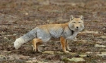 Tibeti fox