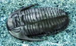 Trilobitok