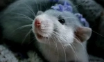 A házi dekoratív patkányok gondozása és karbantartása