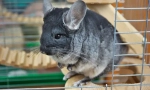 A chinchilla gondozása és tartalma otthon