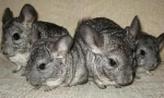 Care for chinchila